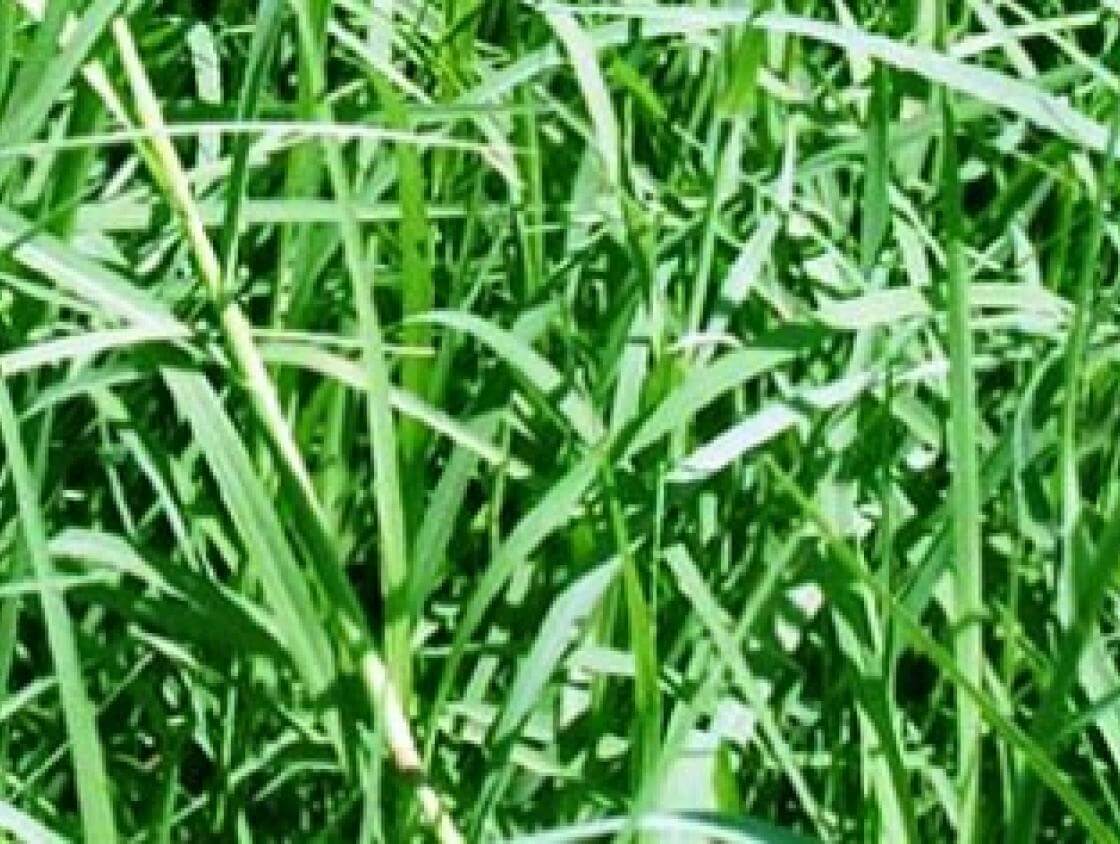 Sahara II Hulled Bermudagrass Bermudagrass Southeast AgriSeeds